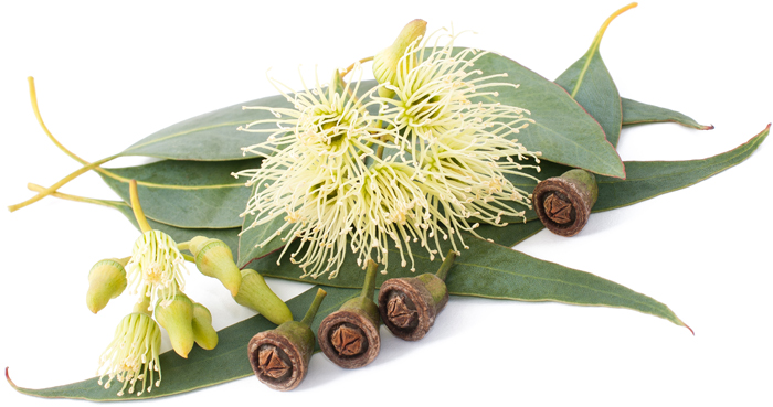 Eucalyptus citronné huile essentielle ostéopathie ostéo