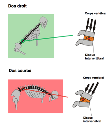 bien porter une charge lourde protéger son dos dos courbé dos droit ostéopathie ostéo osteo osteopathie
