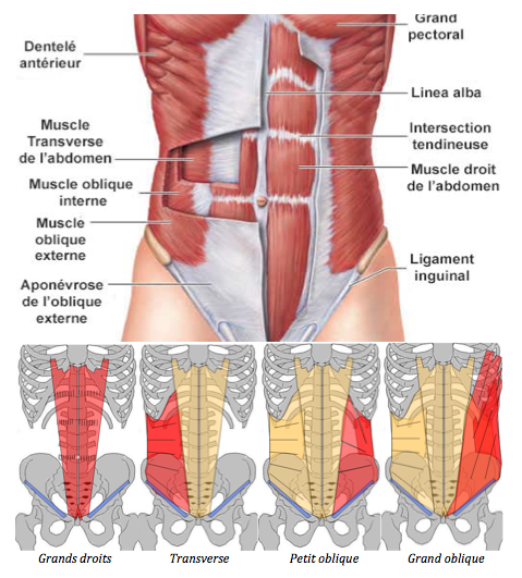 Anatomie muscles abdominaux : transverse, obliques, grand droit