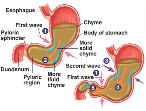 estomac viscéral digestion organe osteo osteopathie ostéo ostéopathie rôle action digestion brassage sucs gastrique acide chyme pH mucus brûlures gastrites ulcère gastrique