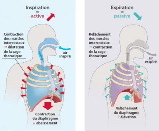 mecanisme de la respiration respirer osteo ostéo ostéopathie osteopathie inspirer expirer souffler diaphragme contraction dilatation abdomen muscles intercostaux air cage thoracique nez poumons montée descente