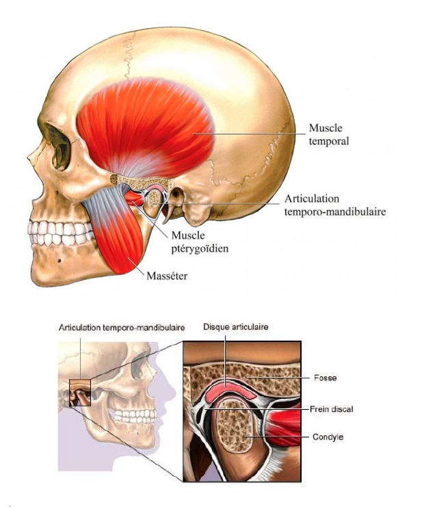 Articulation temporo-mandibulaire (ATM): - MAËVA GUIRAL RUPÉ OSTÉOPATHE D.O  NICE