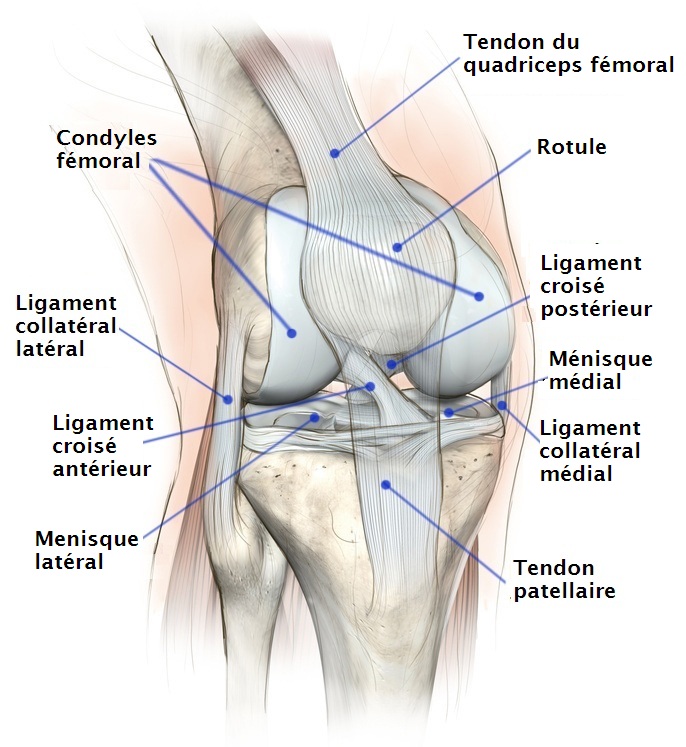 douleur de genou gonalgie osteopathie osteo cause